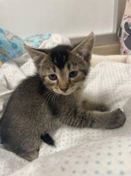 Bear -  Abyssinian Cat for Adoption in Parlier, California - Bear | PetCurious