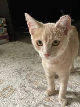 NIKKA -  Domestic Short Hair Cat for Adoption in Derwood, Maryland - NIKKA | PetCurious