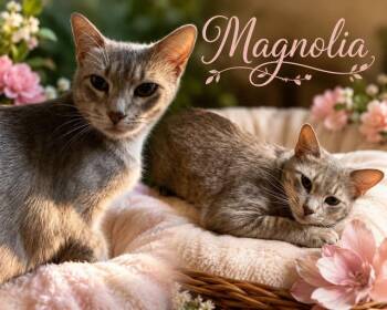 Magnolia -  Tabby Cat for Adoption in Midlothian, Texas - Magnolia | PetCurious