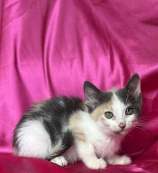 Dilute Calico Cats Available for Adoption in Rowland Heights, California - LEXY | PetCurious