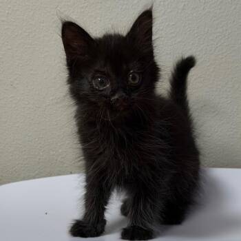 Blinky -  Domestic Short Hair Cat for Adoption in Englewood, Florida - Blinky | PetCurious