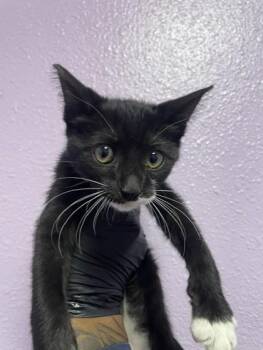 Churro Cream -  Domestic Short Hair Cat for Adoption in El Paso, Texas - Churro Cream | PetCurious
