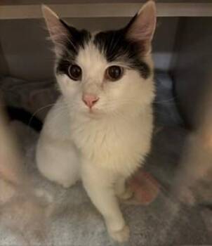 Domestic Medium Hair Cats Available for Adoption in Mason City, Iowa - Vera | PetCurious