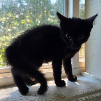 Seth -  Domestic Short Hair Cat for Adoption in Green Forest, Arkansas - Seth | PetCurious