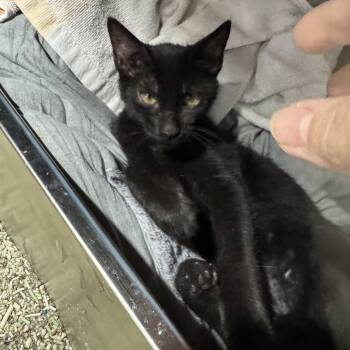 Rescue Domestic Short Hair Cats for Adoption in Brampton, Ontario - Tiggo | PetCurious