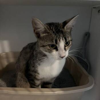 Spider -  Domestic Short Hair Cat for Adoption in St. Louis, Missouri - Spider | PetCurious
