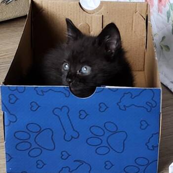 Barbara DeDrew -  Domestic Short Hair Cat Available for Adoption in Cumming, Georgia - Barbara DeDrew | PetCurious