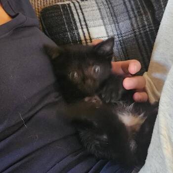 Toku -  Domestic Short Hair Cat for Adoption in Greenfield, Indiana - Toku | PetCurious