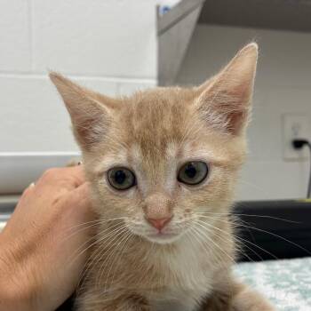 Emerald -  Domestic Short Hair Cat for Adoption in Corpus Christi, Texas - Emerald | PetCurious