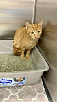 Rescue Domestic Short Hair Cats for Adoption in Richmond, Virginia - Tactiq | PetCurious