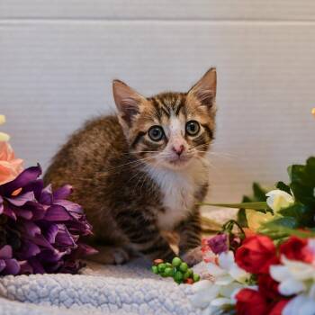 Rescue Domestic Short Hair Cats for Adoption in Hermitage, Pennsylvania - Oak | PetCurious