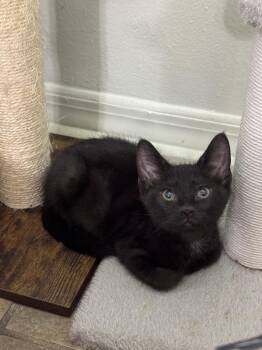 Fudge -  Domestic Short Hair Cat for Adoption in Oviedo, Florida - Fudge | PetCurious