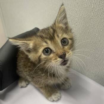 Ruth -  Domestic Short Hair Cat for Adoption in Tampa, Florida - Ruth | PetCurious