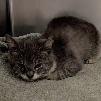 Domestic Short Hair Cats Available for Adoption - Nessie | PetCurious