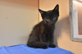 Jim -  Domestic Short Hair Cat for Adoption in North Judson, Indiana - Jim | PetCurious