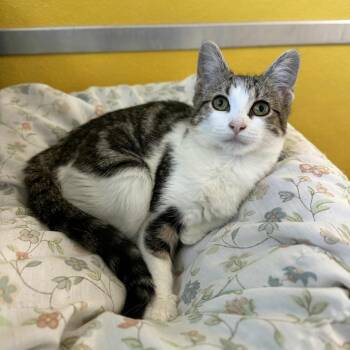 Rescue Domestic Short Hair and Tabby Cats for Adoption in Penn Yan, New York - Orphan | PetCurious