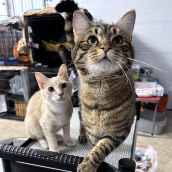 Domestic Short Hair Cats Available for Adoption - Eli & Sturgill | PetCurious