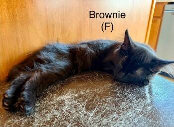 Brownie (Baked Goods Kittens) -  Domestic Short Hair Cat for Adoption in Lewis Center, Ohio - Brownie (Baked Goods Kittens) | PetCurious