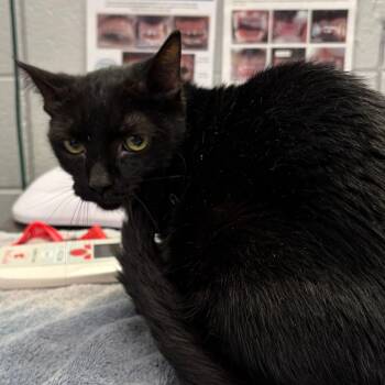 Agnis (Critter Barn) -  Domestic Short Hair Cat for Adoption in West Olive, Michigan - Agnis (Critter Barn) | PetCurious