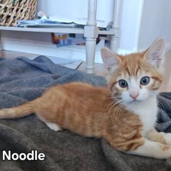 Domestic Short Hair Cats Available for Adoption in Layton, Utah - Noodle | PetCurious