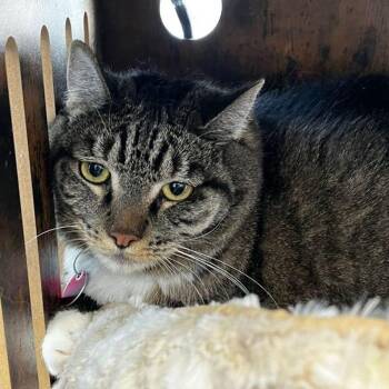 Honey -  Domestic Short Hair Cat for Adoption in Kingman, Arizona - Honey | PetCurious