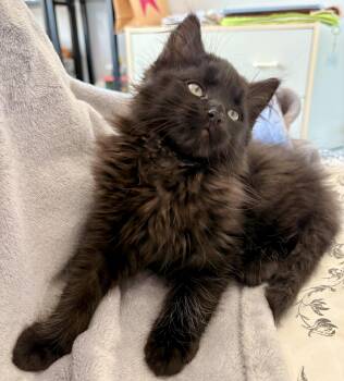 Beau (bonded with Elise) -  Domestic Medium Hair Cat for Adoption in Vaughan, Ontario - Beau (bonded With Elise) | PetCurious