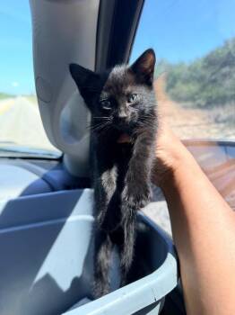 Domestic Medium Hair Cats Available for Adoption in Rockport, Texas - Tolman | PetCurious
