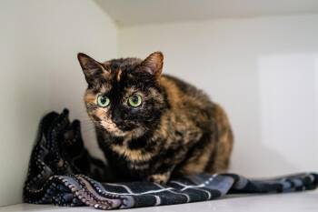 Honey -  Domestic Short Hair Cat for Adoption in Morgantown, West Virginia - Honey | PetCurious