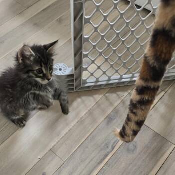 Domestic Medium Hair Cats Available for Adoption in Jupiter, Florida - Eggroll | PetCurious