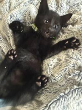 Rescue Domestic Short Hair Cats for Adoption in Kent, Washington - ADELE | PetCurious