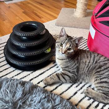 Domestic Short Hair Cats Available for Adoption - Tippy | PetCurious