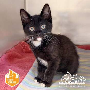 TED -  Domestic Short Hair Cat for Adoption in Irvine, California - TED | PetCurious