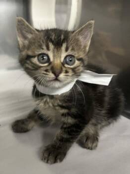 *ELEVEN -  Domestic Short Hair Cat for Adoption in Woodland, California - *ELEVEN | PetCurious