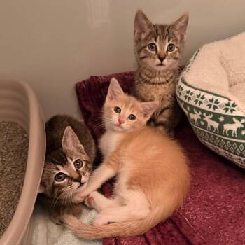 Louis -  Domestic Short Hair Cat for Adoption in Saint Charles, Missouri - Louis | PetCurious