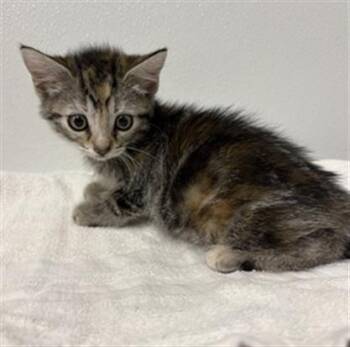 HELEN -  Domestic Short Hair Cat for Adoption in Camarillo, California - HELEN | PetCurious