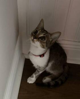 Birdie (Tripod Kitten) -  American Shorthair Cat for Adoption in Maitland, Florida - Birdie (Tripod Kitten) | PetCurious
