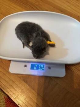 Pepper -  Domestic Medium Hair and Domestic Short Hair Cat for Adoption in Cincinnati, Ohio - Pepper | PetCurious
