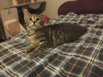 Lluvia -  Tabby Cat for Adoption in Hamilton, Ontario - Lluvia | PetCurious