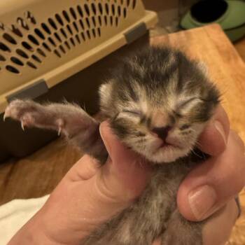 Hopper -  Domestic Short Hair Cat for Adoption in Tustin, California - Hopper | PetCurious