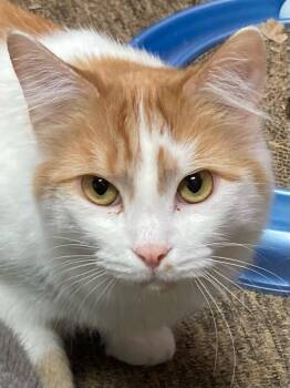 Rescue Domestic Medium Hair Cats for Adoption in Hampstead, North Carolina - Guppy | PetCurious
