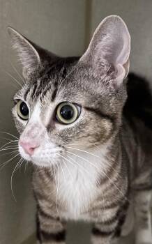 Illya -  Domestic Short Hair Cat for Adoption in Phoenix, Arizona - Illya | PetCurious