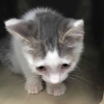 Rescue Domestic Short Hair Cats for Adoption in Allentown, Pennsylvania - Jay | PetCurious