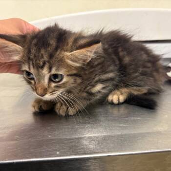 Sally* -  Domestic Medium Hair Cat for Adoption in San Gabriel, California - Sally* | PetCurious