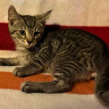 Johnny Bravo -  Domestic Short Hair Cat for Adoption in Parkersburg, West Virginia - Johnny Bravo | PetCurious
