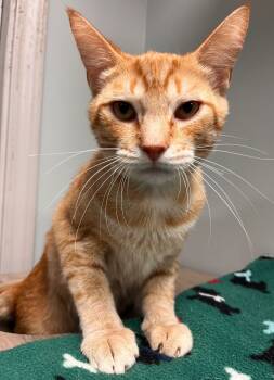 Rescue Domestic Short Hair Cats for Adoption in Huntington, Indiana - AJ | PetCurious