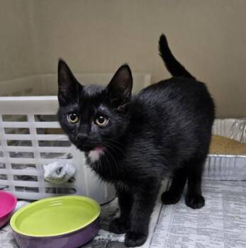 93813a Creme- Petco West Ashley -  Domestic Short Hair Cat for Adoption in North Charleston, South Carolina - 93813a Creme- Petco West Ashley | PetCurious