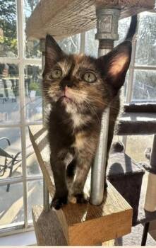 Romee -  American Shorthair Cat for Adoption in Fort Payne, Alabama - Romee | PetCurious