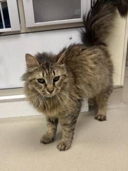 Zelda -  Domestic Medium Hair and Domestic Short Hair Cat for Adoption in Quakertown, Pennsylvania - Zelda | PetCurious