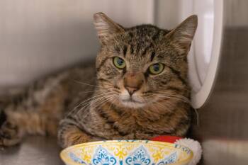 Bolton -  Domestic Short Hair Cat for Adoption in Lincoln, California - Bolton | PetCurious