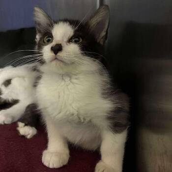 Rescue Domestic Short Hair and Tuxedo Cats for Adoption in Petersburg, Illinois - Andy | PetCurious